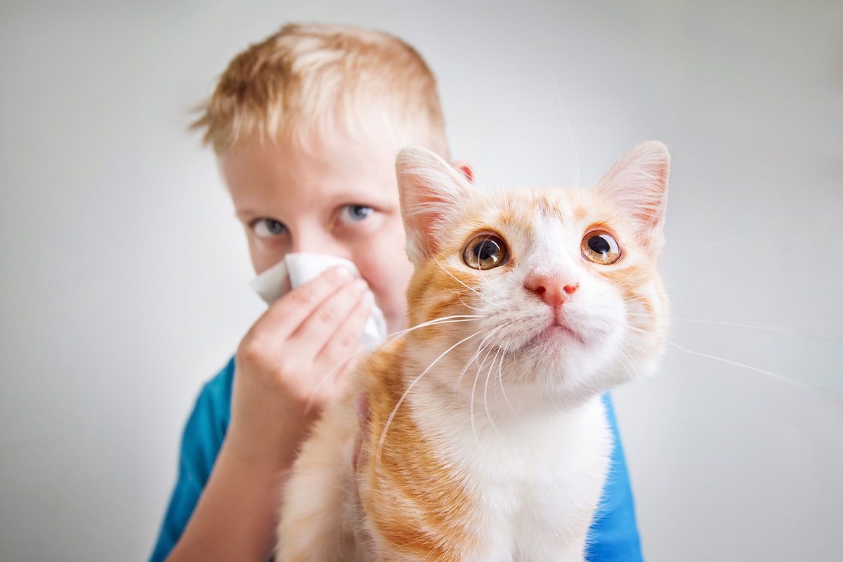 alergia a los gatos covid