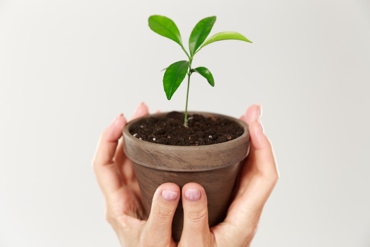 Tips para abonar tus plantas
