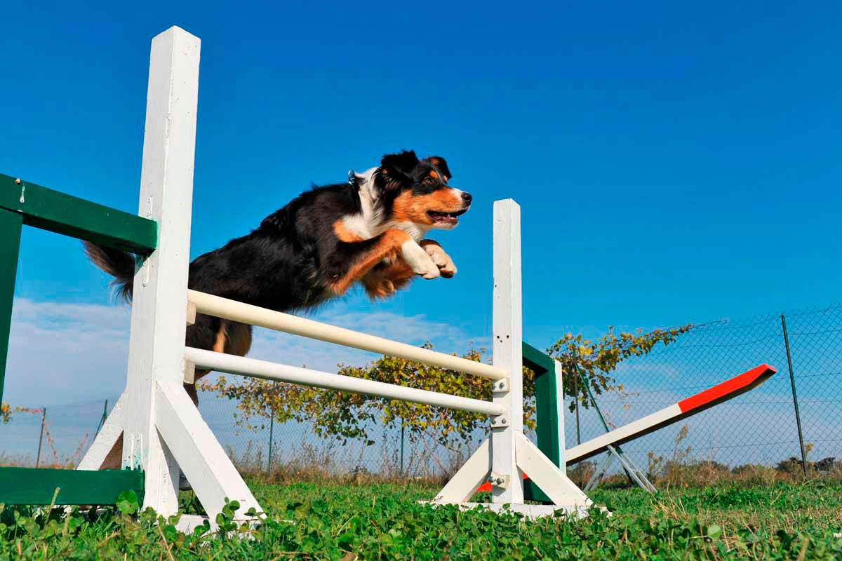 perro deportista